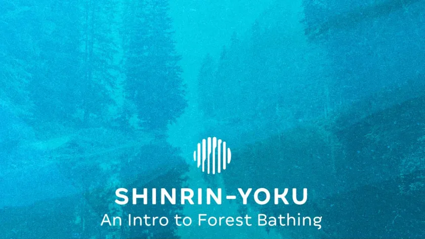 Intro To Forest Bathing
